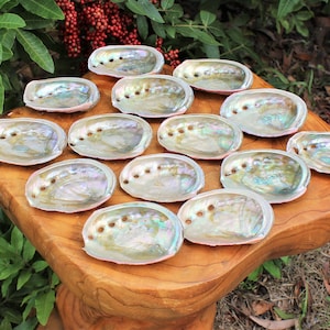 Small Abalone Sea Shell 2.5 3.5 For Smudging, Burning Sage Sticks, Incense, Crafts, Display etc image 9