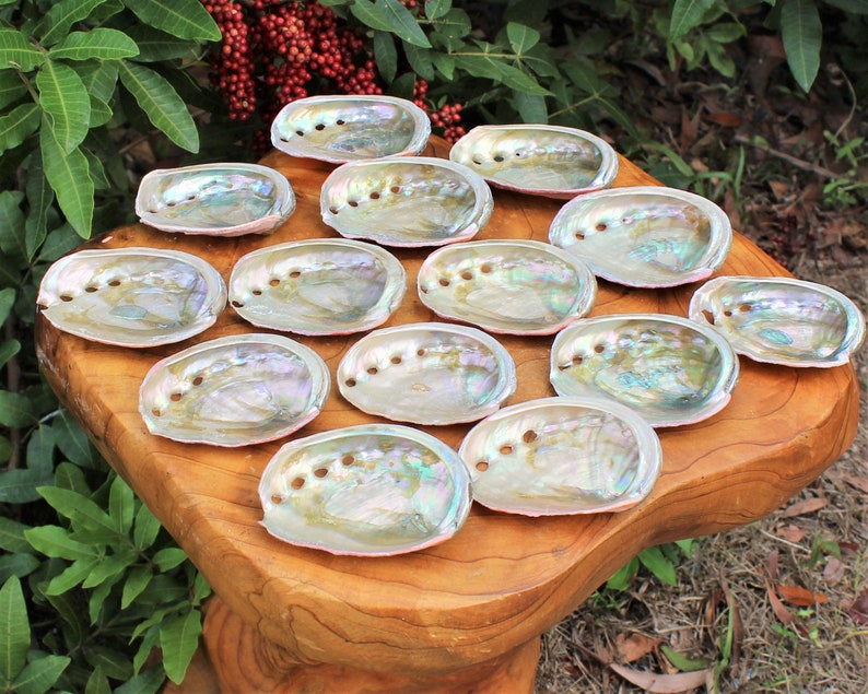 Small Abalone Sea Shell 2.5 3.5 For Smudging, Burning Sage Sticks, Incense, Crafts, Display etc image 9