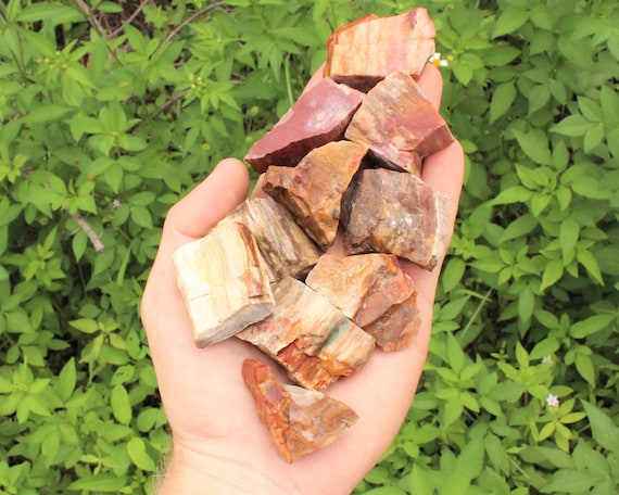 Petrified Wood Rough Natural Stones: Choose How Many Pieces (Premium Quality 'A' Grade Petrified Wood Crystals)