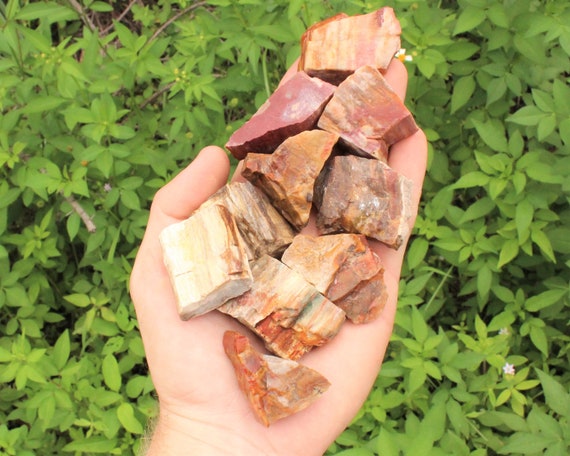 Petrified Wood Rough Natural Stones: Choose How Many Pieces (Premium Quality 'A' Grade Fossilized Wood Crystals)