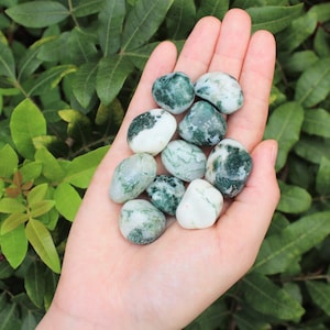 Tree Agate Tumbled Stones: Choose How Many Pieces (Premium Quality 'A' Grade)