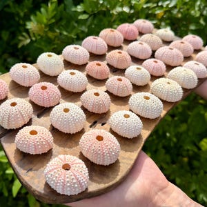 May include: A collection of numerous sea urchin shells in shades of white, cream, and soft pink, each featuring a central circular opening and a textured, porous surface. The shells are arranged in rows on a flat, rectangular wooden board.