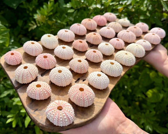 Natural Pink Sea Urchin Shells 1.5-2" – Choose Quantity – Coastal Decor, Nautical Crafts & Beach Supply