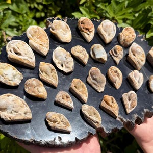 May include: A collection of fossilized shells, in various shapes and sizes, displayed on a dark, textured, rectangular stone. The shells are primarily beige and tan, with intricate details. The stone has a rough, natural edge.