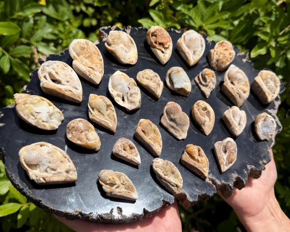 Natural Fossilized Shell Druzy Specimens - Sparkling Ocean Fossil Crystal - Choose Size