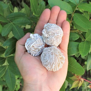 K&ouml;nnte beinhalten: Drei wei&szlig;e Rosenquarzkristalle in Rosenform, die in einer Hand vor einem gr&uuml;nen, belaubten Hintergrund gehalten werden.