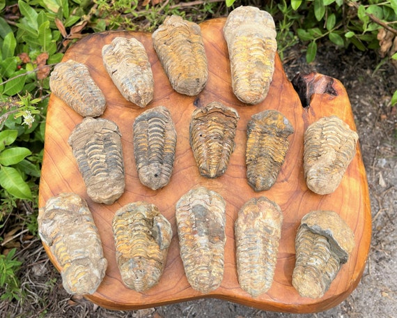 Natural Trilobite Fossils - Choose How Many (Genuine Ancient Calymene Trilobite Fossil Specimens, 500 Million Years Old)