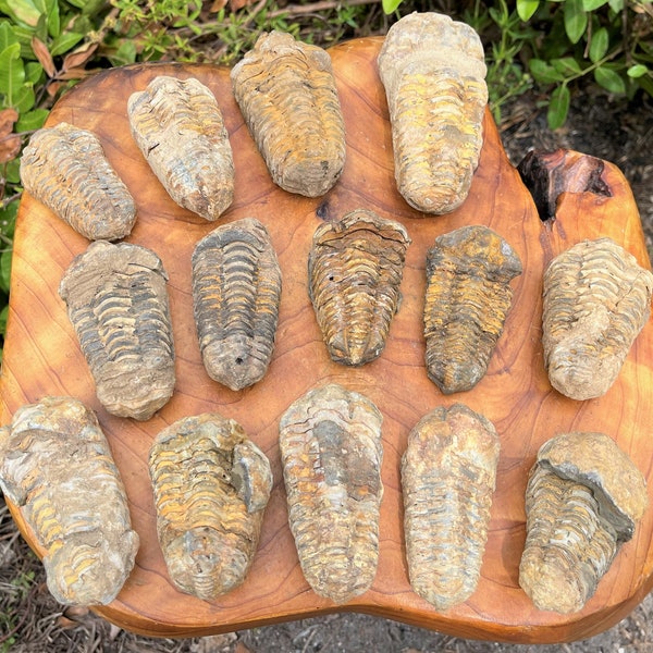Natural Trilobite Fossils - Choose How Many (Genuine Ancient Calymene Trilobite Fossil Specimens, 500 Million Years Old)