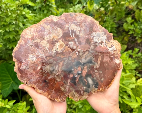 JUMBO Petrified Wood Slabs -  Choose Exact Specimen - 'A' Grade Natural Fossilized Wood Crystals
