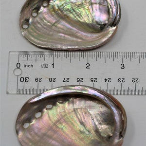 Small Abalone Sea Shell 2.5 3.5 For Smudging, Burning Sage Sticks, Incense, Crafts, Display etc image 4