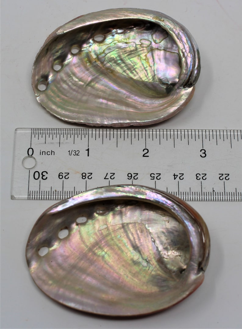 Small Abalone Sea Shell 2.5 3.5 For Smudging, Burning Sage Sticks, Incense, Crafts, Display etc image 4