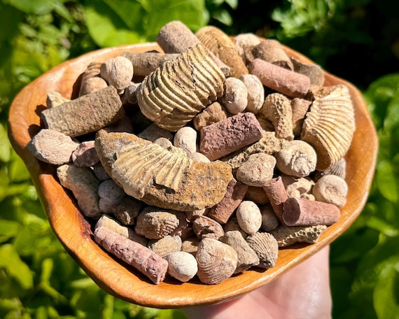 Genuine Fossil Assortments - Real Natural Fossil Mix Wholesale Bulk Lots (Mixture of Authentic Fossils From Morocco)