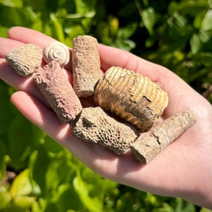May include: A selection of fossils in a range of earthy tones, including tan, beige, and reddish-brown, held in an open hand. The fossils feature a spiral shell, segmented forms, and textured fragments, displaying natural patterns. The background is blurred green foliage.