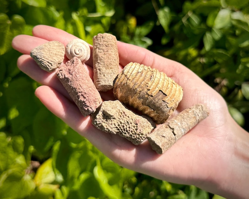 May include: A selection of fossils in a range of earthy tones, including tan, beige, and reddish-brown, held in an open hand. The fossils feature a spiral shell, segmented forms, and textured fragments, displaying natural patterns. The background is blurred green foliage.