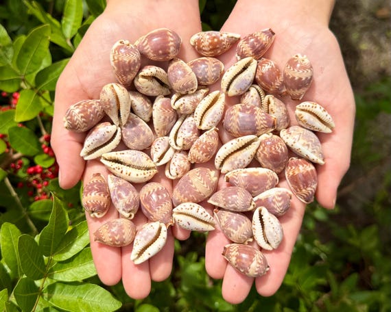 Natural Daybreak Cowrie Shells, 0.75-1" – Small Cowry Seashells for Jewelry Making, Crafts & Coastal Decor
