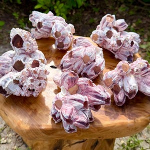 May include: A collection of six clusters of barnacle shells featuring a natural white and purple-pink striped coloration. Each cluster is composed of multiple conical, hollow shell structures with dark brown interiors, arranged in organic formations.