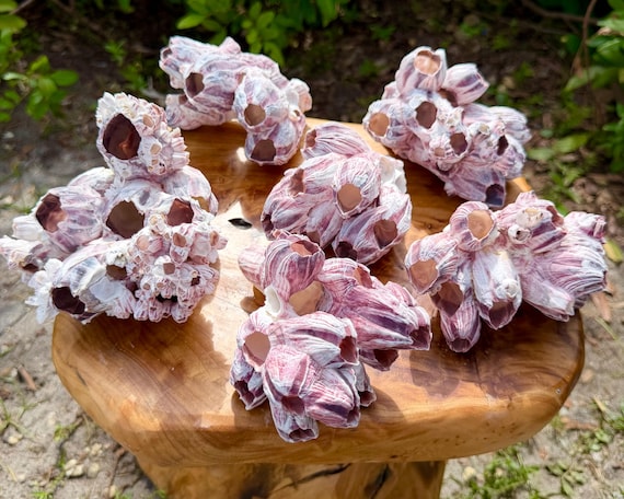 Natural Barnacle Clusters from the Philippines - Choose Your Size - Coastal Decor, Nautical Display & Craft Supply