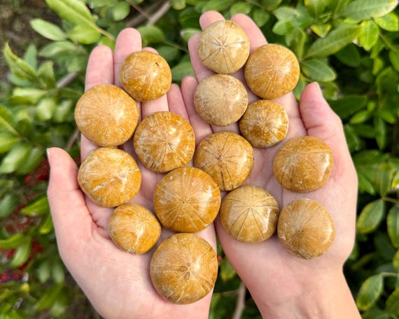 Sand Dollar Fossils, Natural Sea Urchin Fossils from Madagascar: Choose Size & Amount (Premium Quality Polished Fossilized Sea Urchins)
