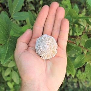 Puede incluir: Un cristal de selenita blanco en forma de rosa, tambi&eacute;n conocido como rosa del desierto, se sostiene en la mano de una persona. El cristal tiene una estructura delicada y en capas y es una opci&oacute;n popular para la curaci&oacute;n con cristales y la meditaci&oacute;n.
