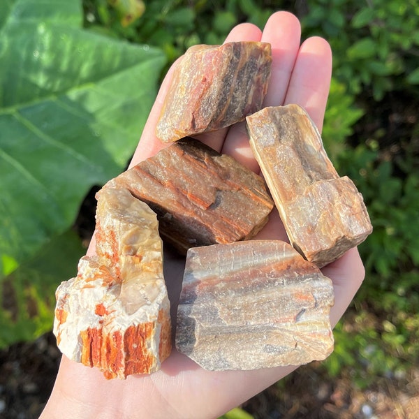 LARGE Rough Petrified Wood Natural Stones, 2 - 3": Choose How Many Pieces ('A' Grade Premium Quality, Raw Petrified Wood Crystals)