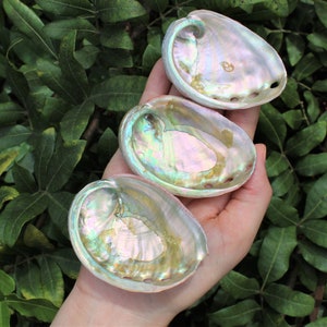 May include: Three iridescent abalone shells with a pearlescent sheen are displayed. The shells have a smooth, polished interior with a range of colors, including pink, green, and gold. The shells are held in a hand against a backdrop of green foliage.