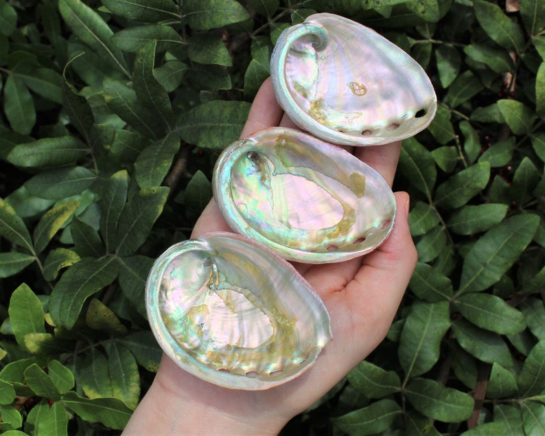 Small Abalone Sea Shell 2.5 3.5 For Smudging, Burning Sage Sticks, Incense, Crafts, Display etc 3 Shells