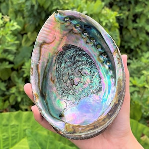 Abalone Shells