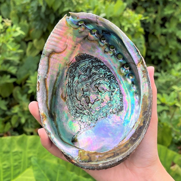 Abalone Shells: Choose Size 2 - 7" Mini & JUMBO Abalone Shells (Holds Smudge Sticks, Incense, Crystal Displays, Smudging Holder)