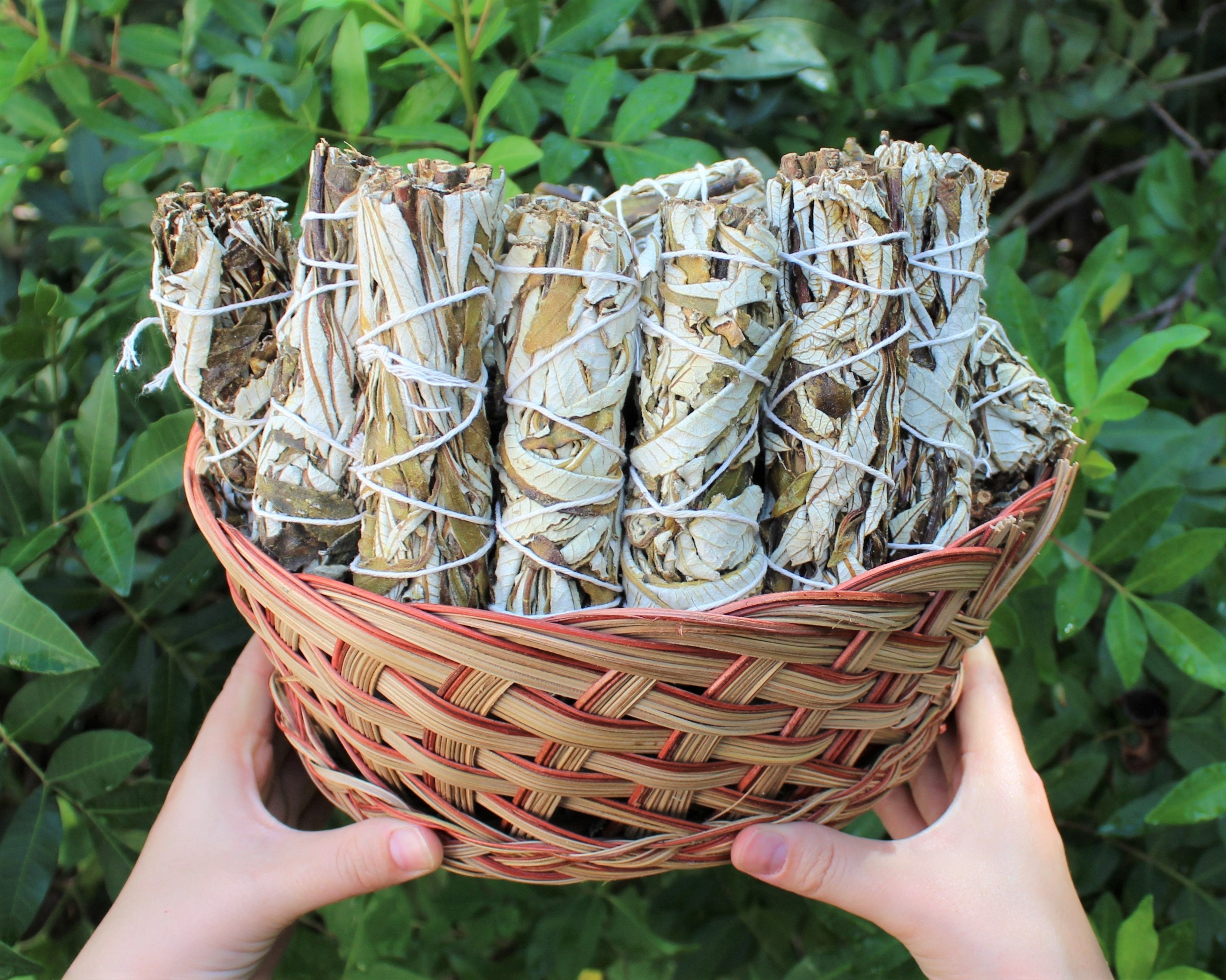 thumbnail image 2 of Yerba Santa Smudge Incense Bundle (2 Pcs) - 3-4" Each, Handmade In USA #JC-93 2 of 4