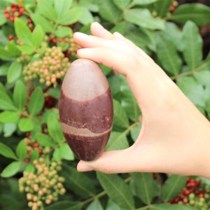 Pu&ograve; includere: Una pietra a strisce marroni e bianche, nota come Shiva Lingam, &egrave; tenuta in una mano su uno sfondo di foglie verdi e bacche rosse.