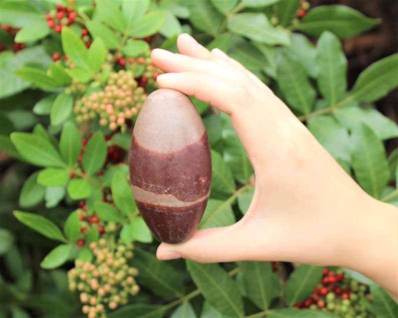 Pu&ograve; includere: Una pietra a strisce marroni e bianche, nota come Shiva Lingam, &egrave; tenuta in una mano su uno sfondo di foglie verdi e bacche rosse.