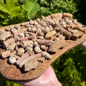 May include: A wooden serving board displaying a collection of fossilized shells and marine remnants. The fossils are in shades of beige, tan, and pink, with detailed textures and shapes. The board is held against a backdrop of green leaves.