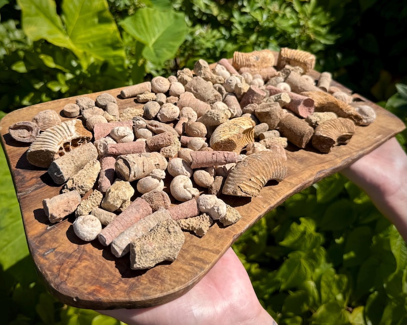 May include: A wooden serving board displaying a collection of fossilized shells and marine remnants. The fossils are in shades of beige, tan, and pink, with detailed textures and shapes. The board is held against a backdrop of green leaves.