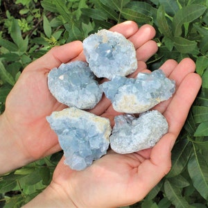 May include: Five blue celestite crystal clusters in various sizes and shapes, held in a person's hands.