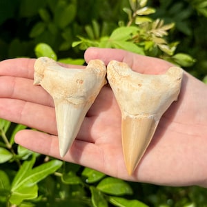 May include: Two fossilised shark teeth with beige and tan coloration. Each tooth features a wide, textured root base and a smooth, pointed enamel crown. The teeth are triangular in shape with visible serrations along the edges of the crown.