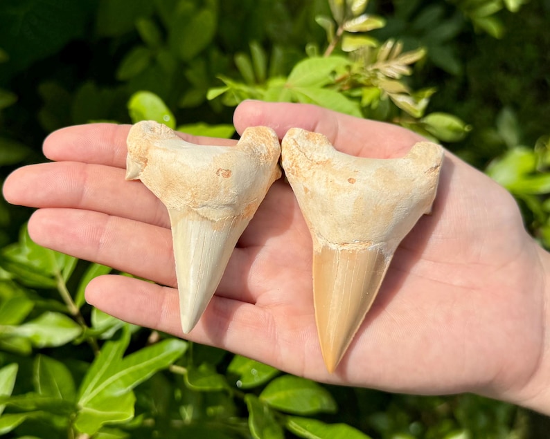 May include: Two fossilised shark teeth with beige and tan coloration. Each tooth features a wide, textured root base and a smooth, pointed enamel crown. The teeth are triangular in shape with visible serrations along the edges of the crown.