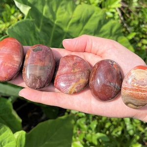 Petrified Wood Hand Polished Stones: Choose How Many (&#39;A&#39; Grade Petrified Wood Pebbles, Petrified Wood Palm Stones)