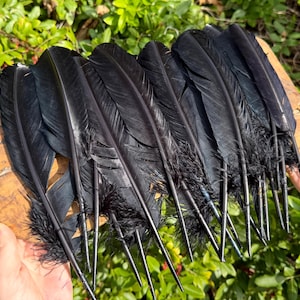Black Turkey Feather for Crafts, Fanning, Decoration & Rituals, 10-12" (Barred Wing Feather)
