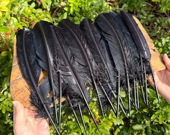 Black Turkey Feather for Crafts, Fanning, Decoration & Rituals, 10-12" (Barred Wing Feather)
