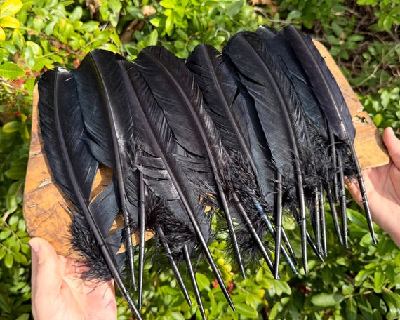 Black Turkey Feather for Smudging, Fanning, Clearing Negative Energies (Smudging Ritual Feathers)