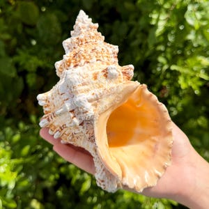 May include: A large, textured sea shell with a spiraled, conical shape. The exterior features a rough, knobby surface with white and light brown coloration. The wide, open aperture reveals a smooth, glossy interior in a soft peach or apricot hue.