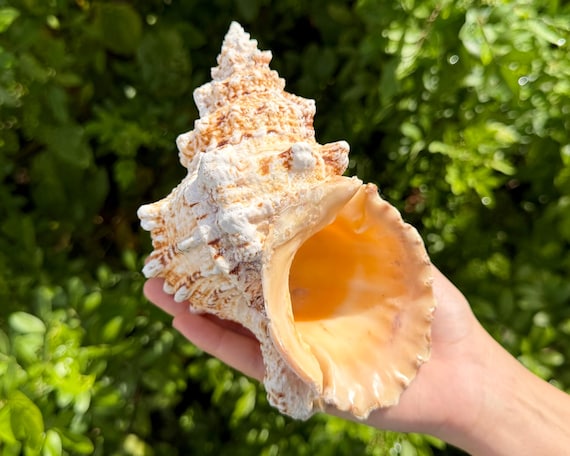 JUMBO Pacific Lampas Frog Shells - Natural Bursa Bubo Seashells - Choose Size 5–10"