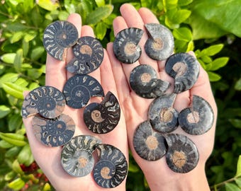 Black Ammonite Fossil Pair - Natural Matching Polished Ammonites From Madagascar - Choose Size & Amount