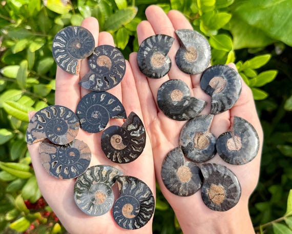 Black Ammonite Pair, Polished Ammonite Fossils From Madagascar - Choose Size & Amount (Premium Quality Natural Black Ammonite Fossils)