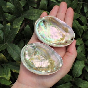 Small Abalone Sea Shell 2.5 3.5 For Smudging, Burning Sage Sticks, Incense, Crafts, Display etc 2 Shells