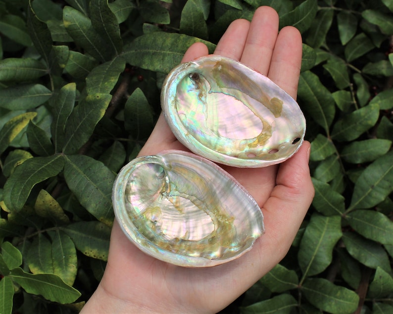 Small Abalone Sea Shell 2.5 3.5 For Smudging, Burning Sage Sticks, Incense, Crafts, Display etc 2 Shells