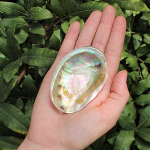 May include: A pearly iridescent abalone shell with a smooth, rounded shape. The shell has a natural, organic texture and a subtle rainbow sheen.