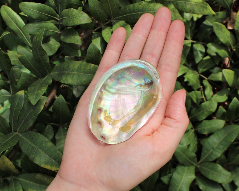 May include: A pearly iridescent abalone shell with a smooth, rounded shape. The shell has a natural, organic texture and a subtle rainbow sheen.