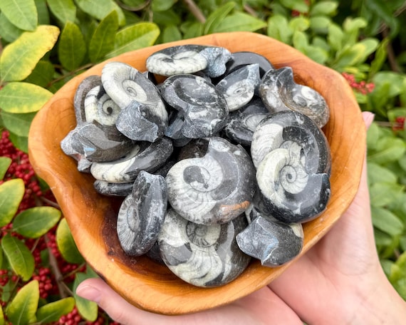Goniatite Fossils, Ancient Cephalopod Specimens From Morocco - Choose How Many (350+ Million Years Old)
