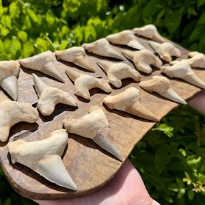 May include: A collection of fossilised shark teeth arranged on a wooden board. Each tooth features a tan, textured root and a smooth, pointed, off-white enamel crown. The teeth vary in size and shape, displaying natural wear and fossilised details.